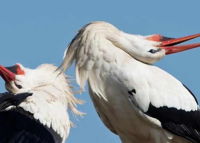 Rilican Best - View Hotel 3*